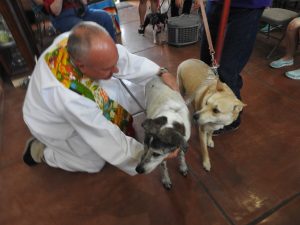 Picture of Blessing of the Animals 2019