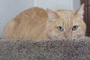 Picture of Chester