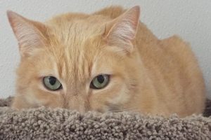 Picture of Chester