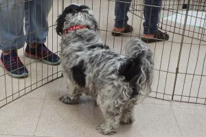 Picture of Gizmo