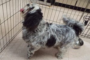 Picture of Gizmo