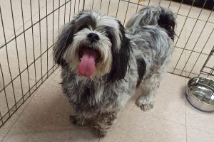 Picture of Gizmo