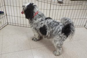 Picture of Gizmo