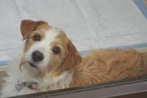 Picture of Gracie