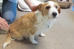 Picture of Gracie