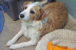Picture of Gracie