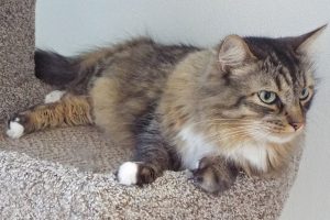 Picture of Louie