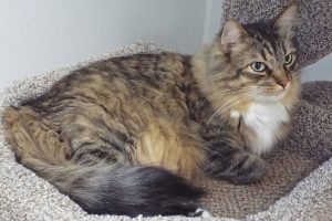 Picture of Louie