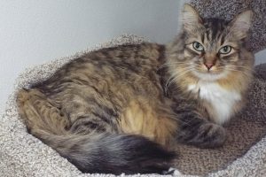Picture of Louie
