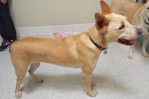 Picture of Nalla
