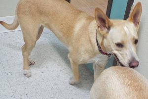 Picture of Nalla
