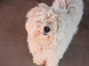 Picture of Puli