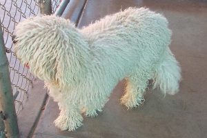 Picture of Puli