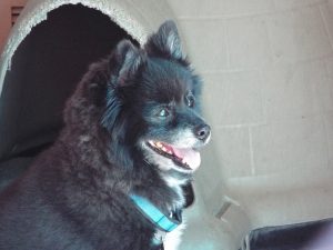 Picture of Rowdy