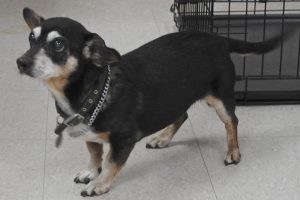 Picture of Roxie
