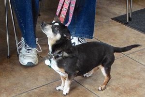 Picture of Roxie