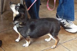 Picture of Roxie