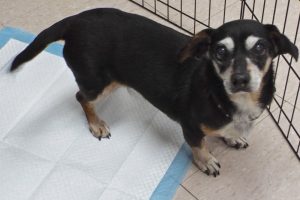 Picture of Roxie