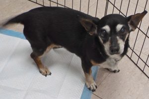 Picture of Roxie