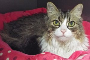 Picture of Annie