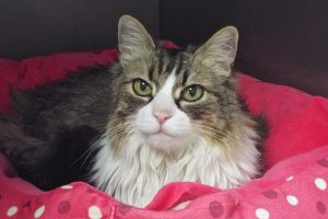 Picture of Annie