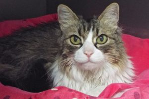 Picture of Annie