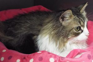Picture of Annie