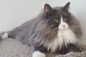 Picture of Benji