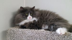 Picture of Benji