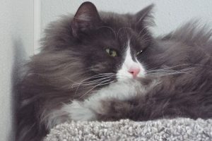 Picture of Benji