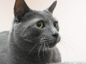 Picture of Sasha