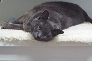 Picture of Fuzzy