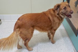Picture of Honey