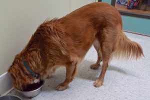 Picture of Honey