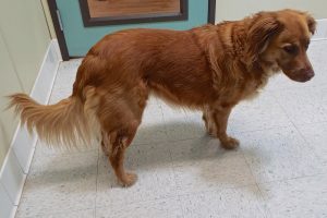 Picture of Honey