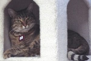 Picture of Juliet