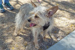Picture of Mitzi