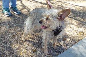 Picture of Mitzi