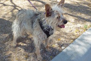 Picture of Mitzi