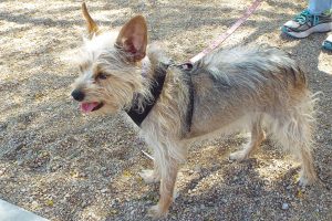 Picture of Mitzi