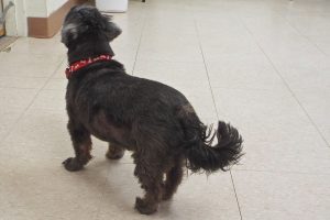 Picture of Molly