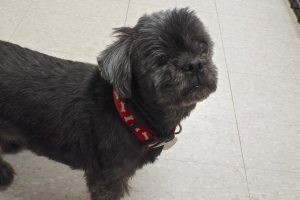Picture of Molly