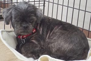 Picture of Molly
