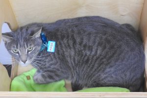 Picture of Piper