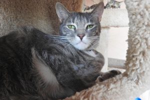 Picture of Piper