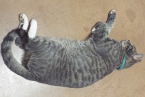 Picture of Piper