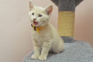 Picture of Pistol