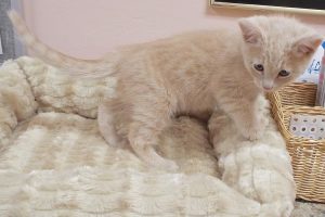 Picture of Pistol