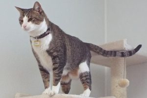 Picture of Romeo