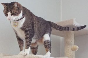 Picture of Romeo